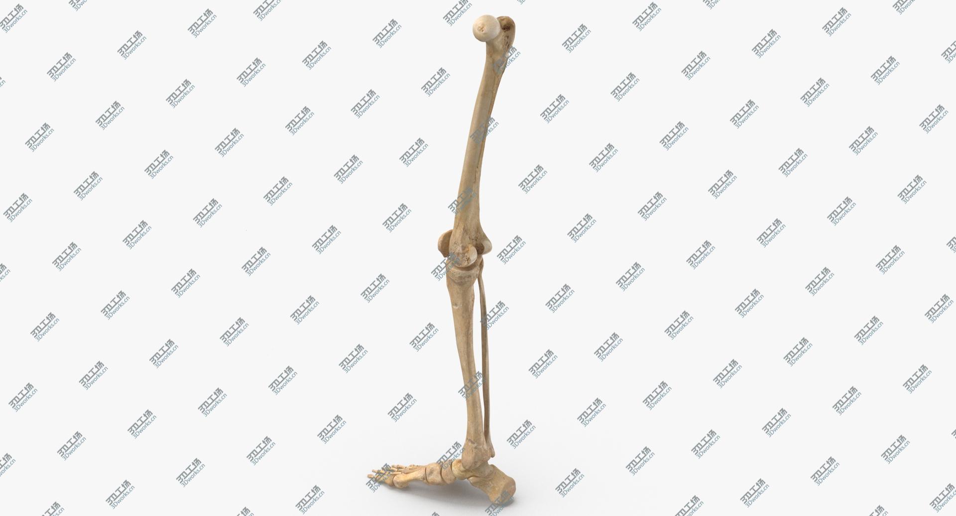 images/goods_img/20210319/3D model Real Human Leg Bones Anatomy 01/5.jpg